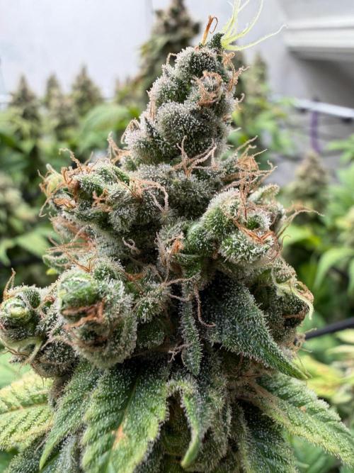 Laughing Buddha | 720W | SCROG. Week 26