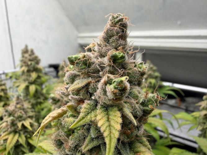 Laughing Buddha | 720W | SCROG. Week 26