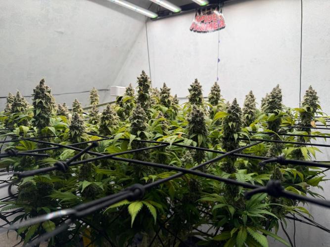Laughing Buddha | 720W | SCROG. Week 26