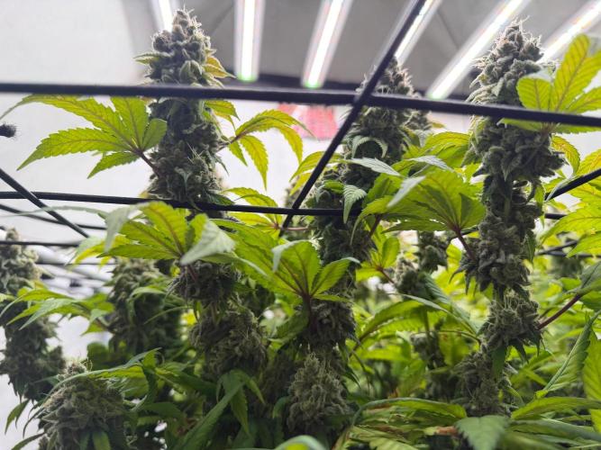 Laughing Buddha | 720W | SCROG. Week 26