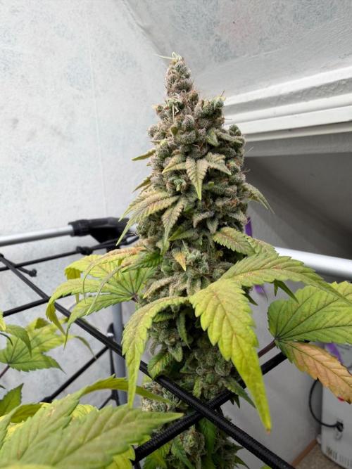 Laughing Buddha | 720W | SCROG. Week 26