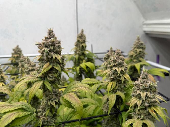 Laughing Buddha | 720W | SCROG. Week 26