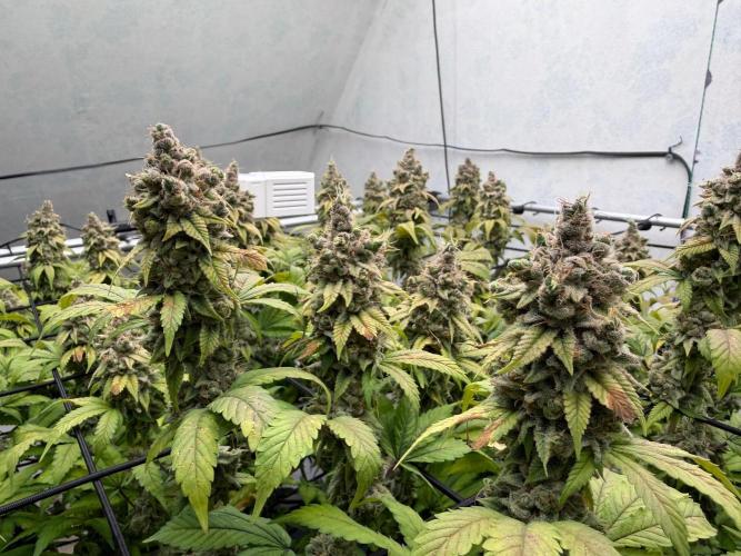 Laughing Buddha | 720W | SCROG. Week 26