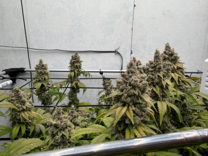 Laughing Buddha | 720W | SCROG. Week 26