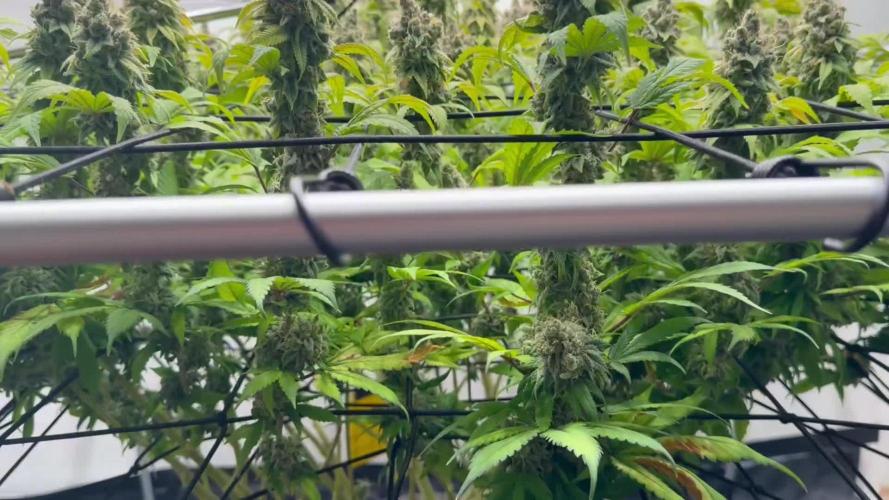 Laughing Buddha | 720W | SCROG