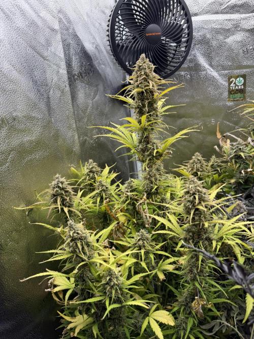 Zamaldelica Auto. Week 10