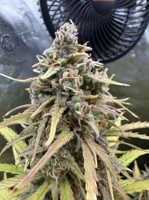 Zamaldelica Auto. Week 10