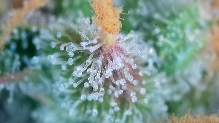 Zamaldelica Auto. Week 10