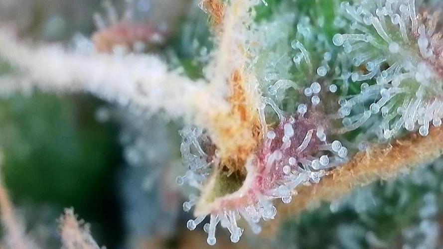 Zamaldelica Auto. Week 10