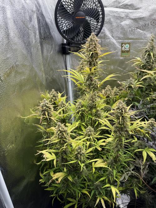 Zamaldelica Auto. Week 10