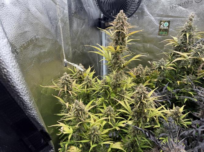 Zamaldelica Auto. Week 10