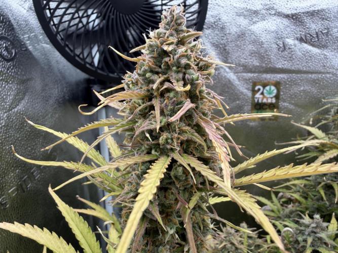 Zamaldelica Auto. Week 10