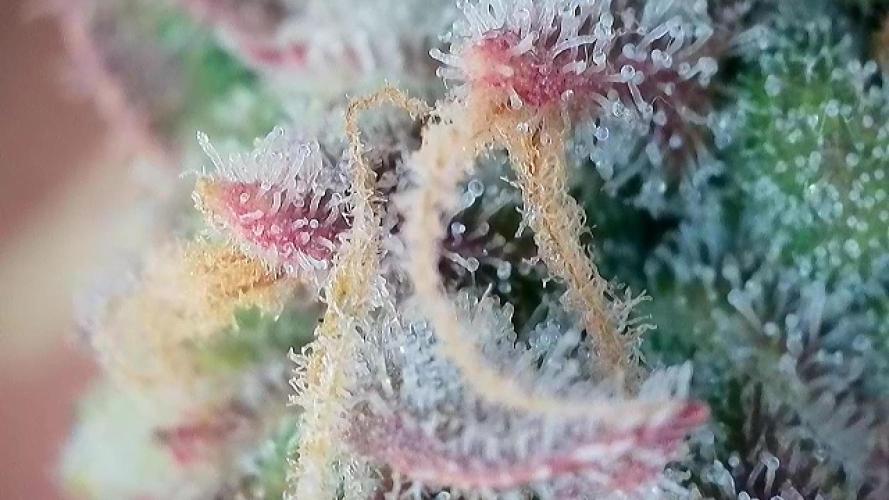 Zamaldelica Auto. Week 10