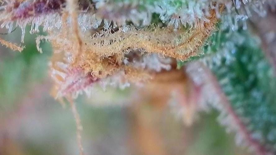 Zamaldelica Auto. Week 10