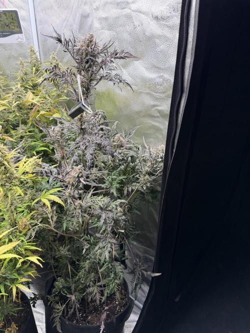 Frosty‘s Auto Freak. Week 10