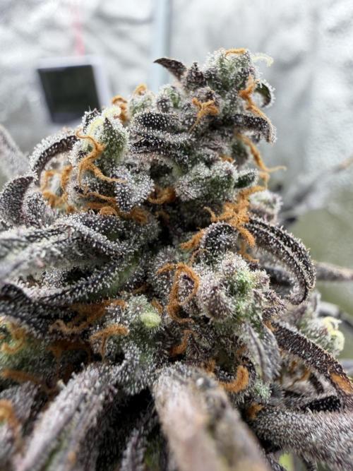 Frosty‘s Auto Freak. Week 10