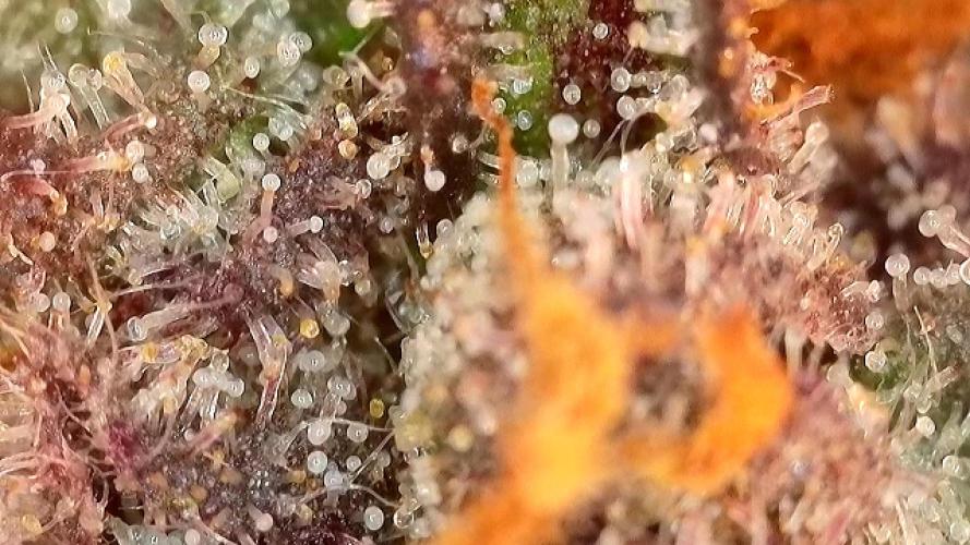 Frosty‘s Auto Freak. Week 10