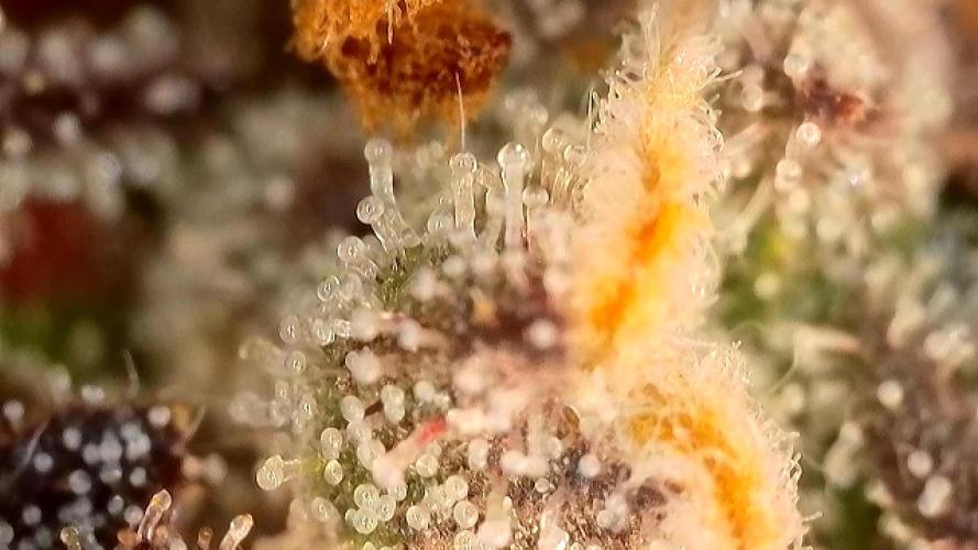 Frosty‘s Auto Freak. Week 10