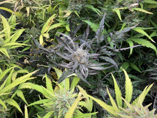 Frosty‘s Auto Freak. Week 10