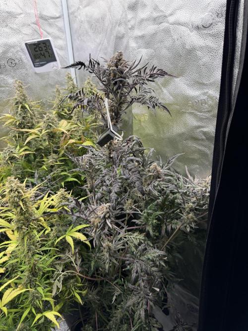 Frosty‘s Auto Freak. Week 10