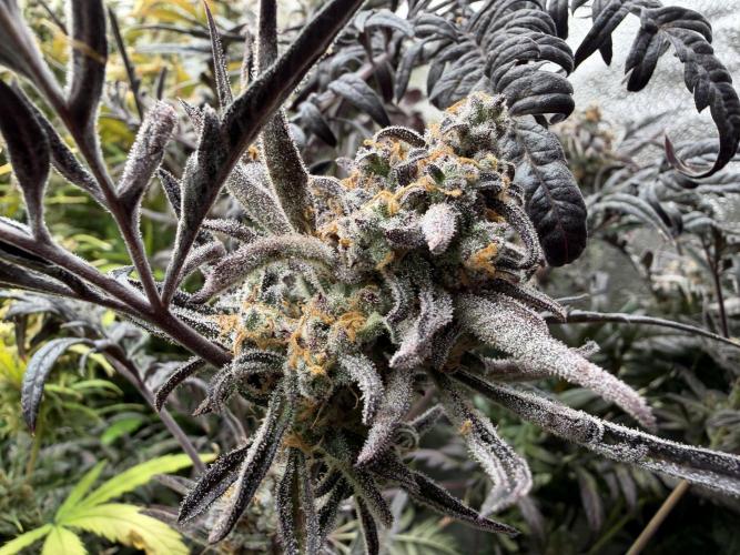 Frosty‘s Auto Freak. Week 10