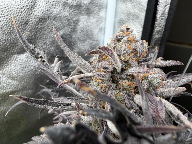 Frosty‘s Auto Freak. Week 10