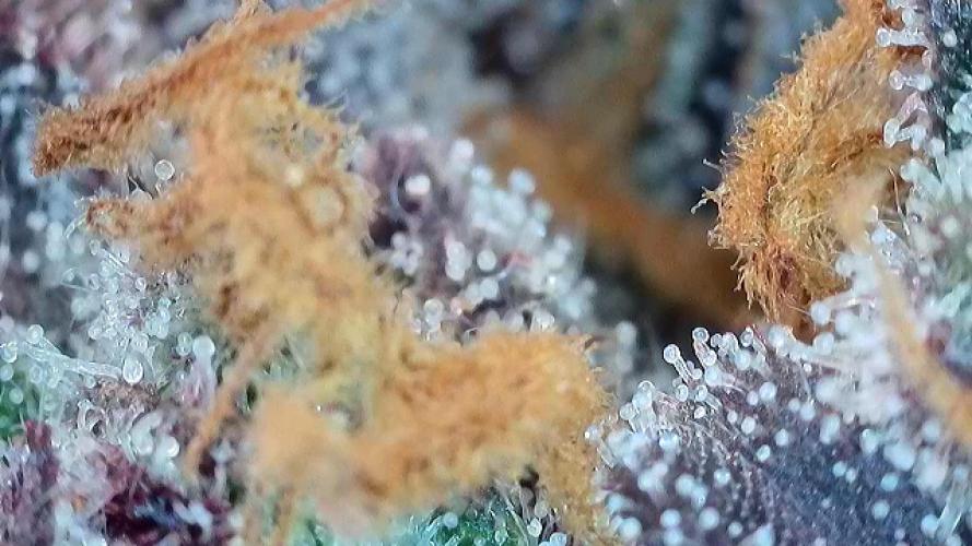 Frosty‘s Auto Freak. Week 10