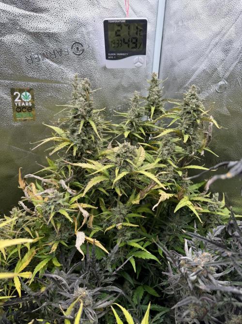 AUTO MALAWI X N.LIGHTS. Week 10