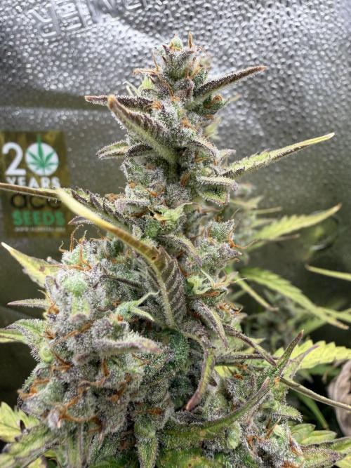 AUTO MALAWI X N.LIGHTS. Week 10