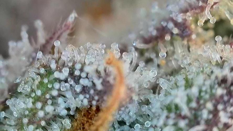 AUTO MALAWI X N.LIGHTS. Week 10