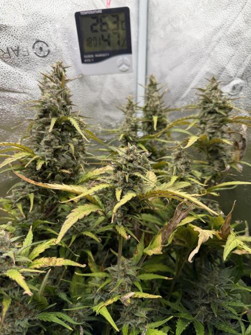 AUTO MALAWI X N.LIGHTS. Week 10