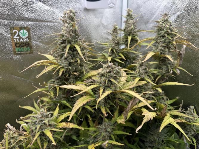 AUTO MALAWI X N.LIGHTS. Week 10