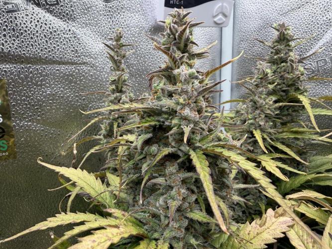 AUTO MALAWI X N.LIGHTS. Week 10