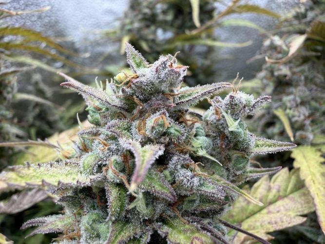 AUTO MALAWI X N.LIGHTS. Week 10