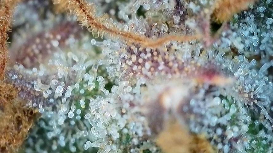 AUTO MALAWI X N.LIGHTS. Week 10