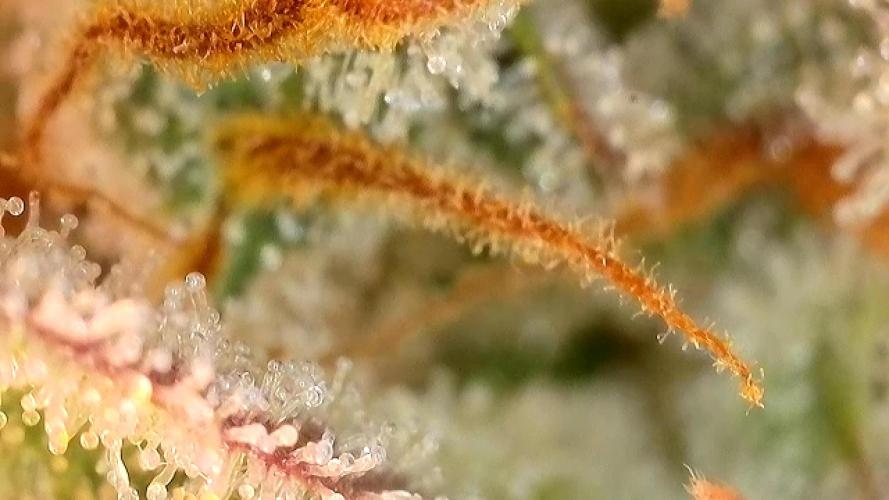 AUTO MALAWI X N.LIGHTS. Week 10