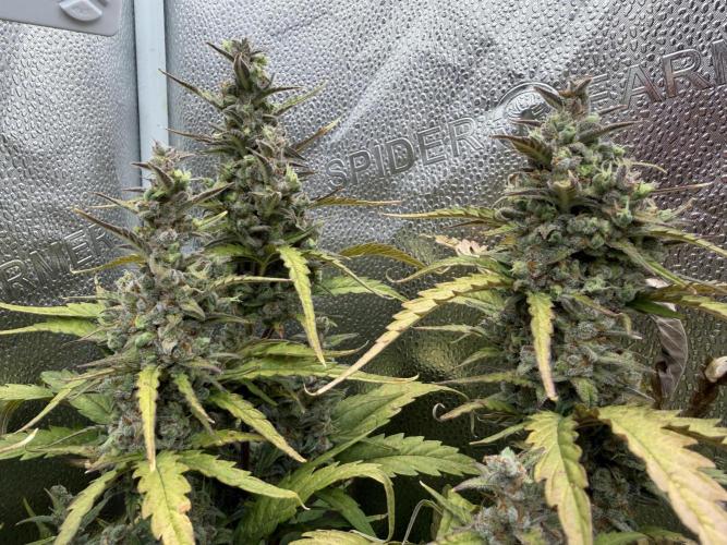 AUTO MALAWI X N.LIGHTS. Week 10