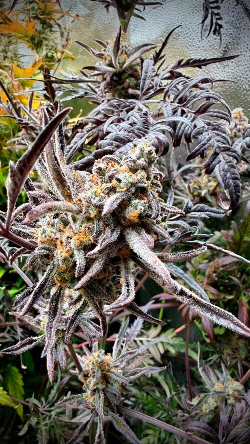 Frosty‘s Auto Freak. Week 11