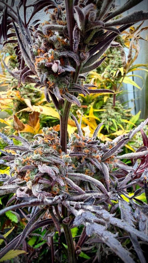 Frosty‘s Auto Freak. Week 11