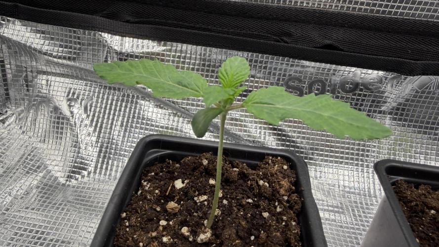 Hash Burger. Week 1