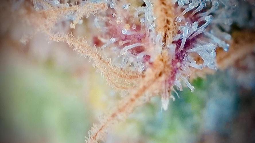 Zamaldelica Auto. Week 12