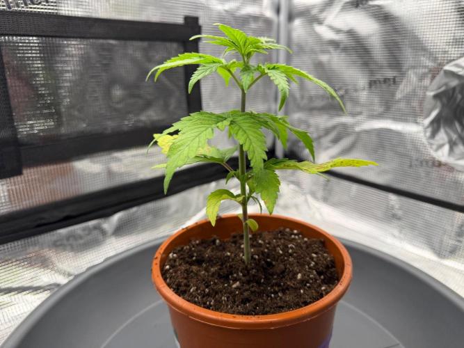 Blue Sunset Sherbert. Week 2