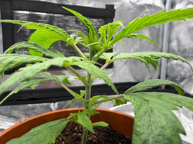 Maple Leaf Indica. Week 2