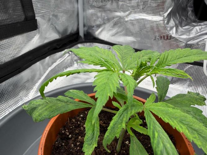 Maple Leaf Indica. Week 2