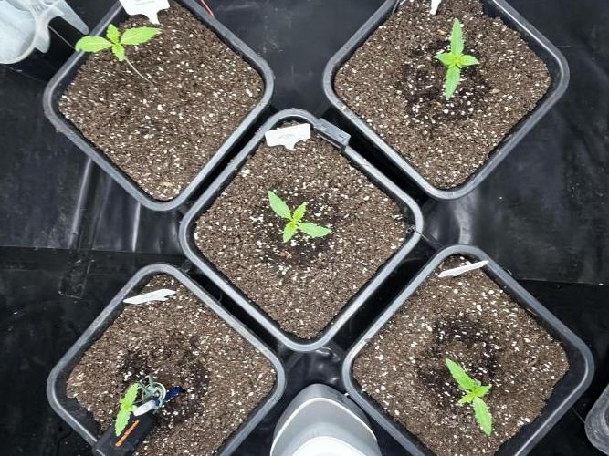 5 Autos 15L | Spider Farmer  SE3000. Week 1