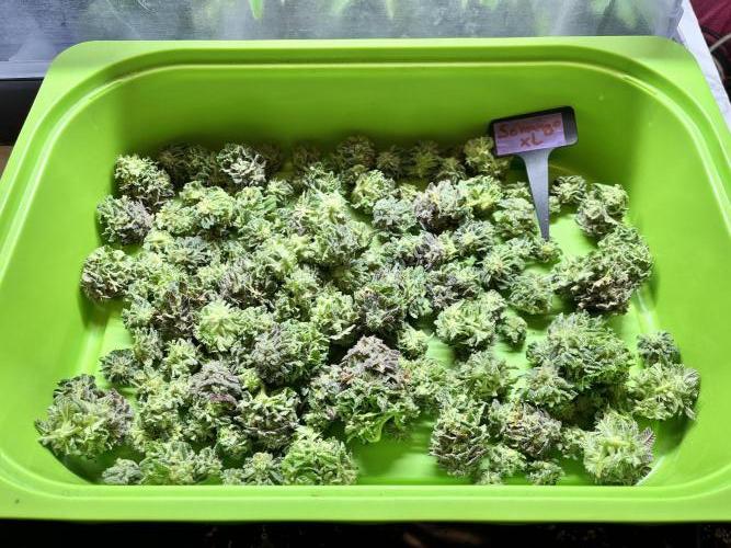 Clone to harvest - 4 Strain SoG indoor. Week 13