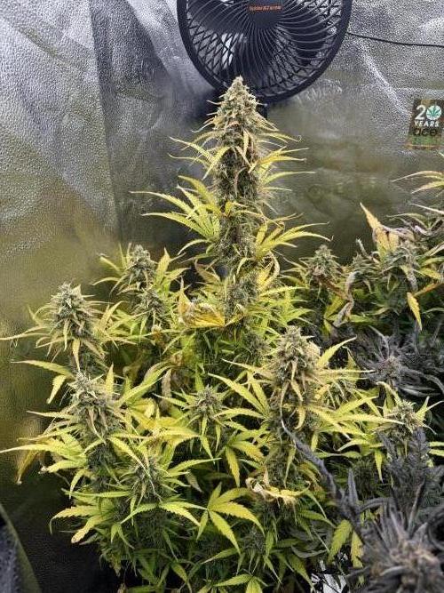 Zamaldelica Auto. Week 9