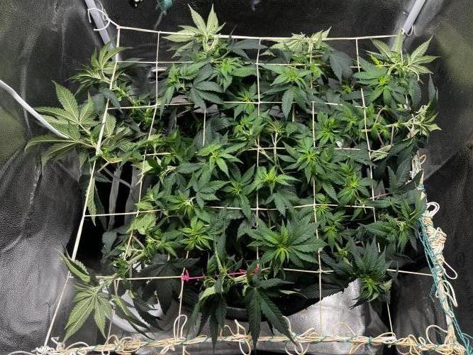 Laughing Buddha |SpiderFarmer| solo run. Week 9