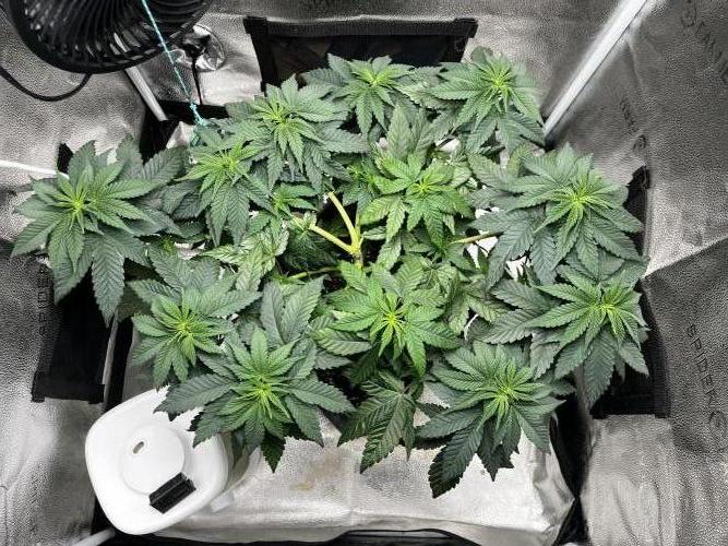 Laughing Buddha | SF1000D | solo run. Week 7