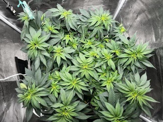 Laughing Buddha |SpiderFarmer| solo run. Week 9